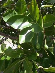 Calophyllum inophyllum