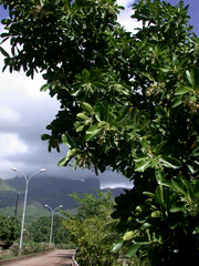 Calophyllum inophyllum