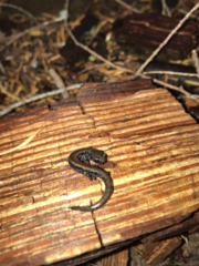 Batrachoseps wrighti