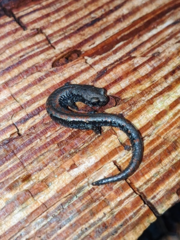 Batrachoseps wrighti