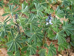 Lupinus albus
