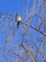 Mimus polyglottos