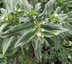 Buglossoides arvensis