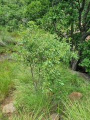 Heteropyxis natalensis