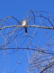 Mimus polyglottos