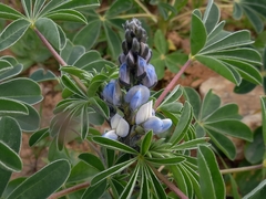 Lupinus albus