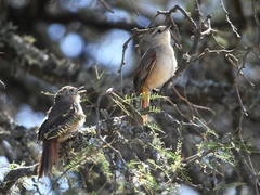 Phacellodomus sibilatrix