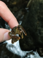 Pacifastacus leniusculus