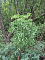 Cussonia transvaalensis