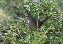 Phacellodomus sibilatrix