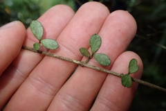 Neomyrtus pedunculata