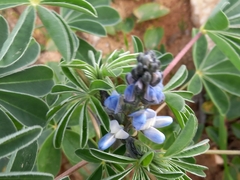 Lupinus albus