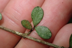 Neomyrtus pedunculata