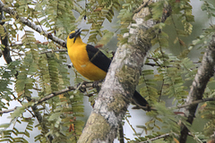 Gymnomystax mexicanus