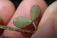 Neomyrtus pedunculata