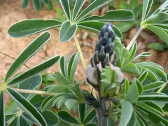 Lupinus albus