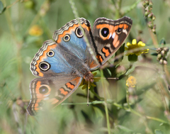 Junonia genoveva hilaris