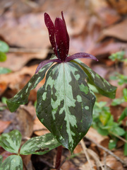 Trillium maculatum