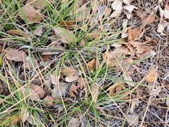 Carex planostachys