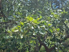 Pterocarpus rotundifolius