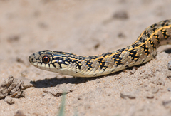 Lygophis anomalus