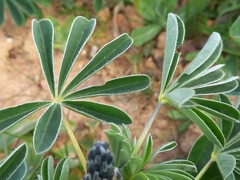 Lupinus albus