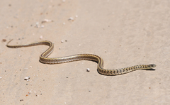 Lygophis anomalus