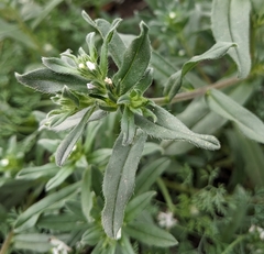 Buglossoides arvensis