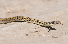 Lygophis anomalus