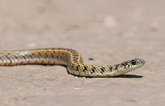 Lygophis anomalus
