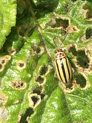 Disonycha spilotrachela