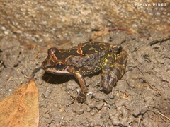 Thoropa miliaris