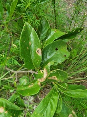 Vangueria infausta