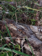 Ablepharus kitaibelii