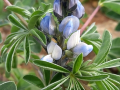 Lupinus albus