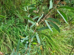 Rhoicissus revoilii