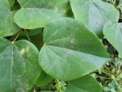 Cercis glabra