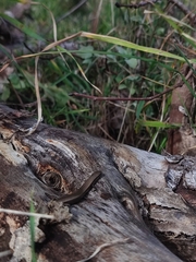 Ablepharus kitaibelii