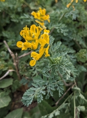 Corydalis aurea