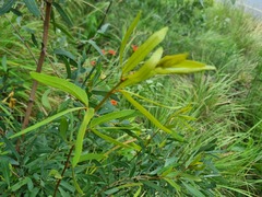 Rhoicissus revoilii