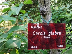 Cercis glabra