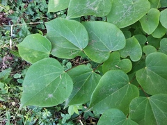 Cercis glabra