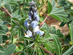 Lupinus albus