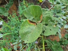 Dombeya rotundifolia