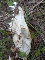 Canis aureus syriacus