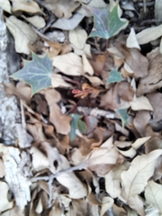 Berberis swaseyi