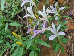 Barleria pretoriensis