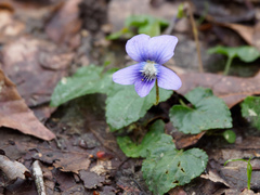 Viola sororia