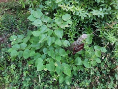 Cercis glabra