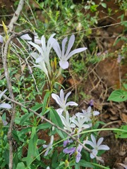 Barleria pretoriensis